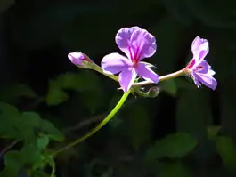 Backyard Purple Geranium